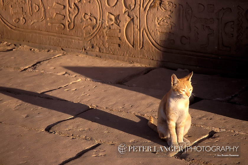 %_tempFileNamepets001%