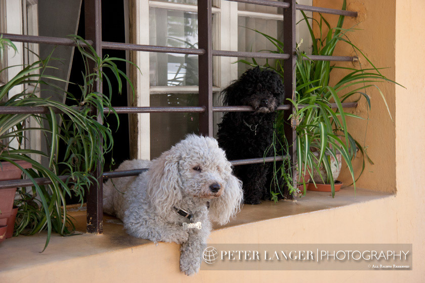 %_tempFileNamepets008%