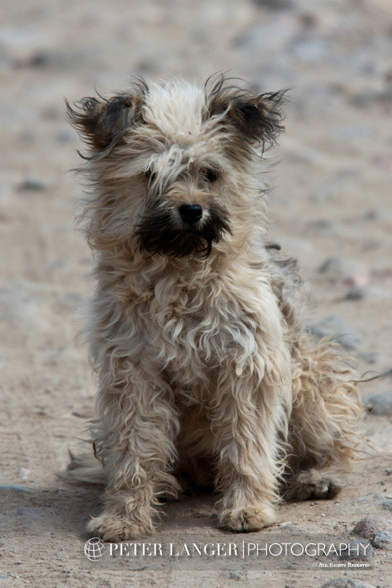 %_tempFileNamepets013%