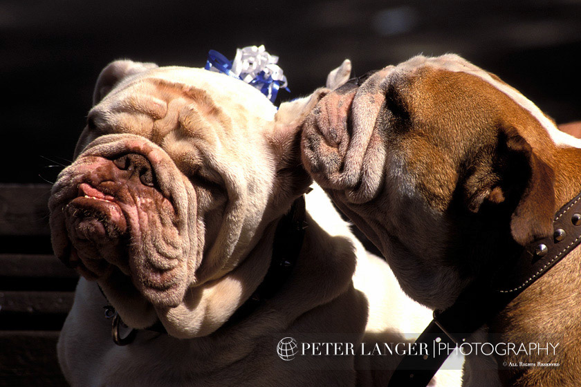 %_tempFileNamepets015%