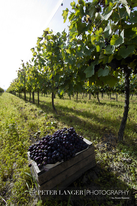 %_tempFileNamewine011%