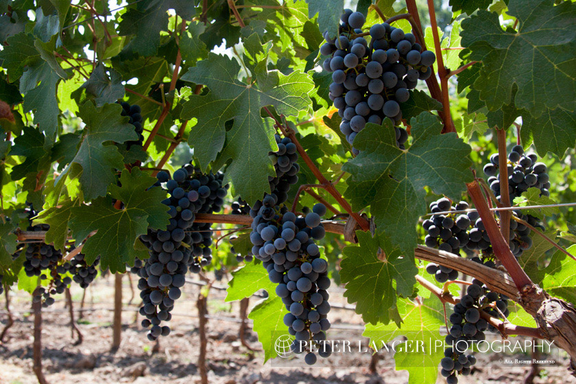 %_tempFileNamewine012%